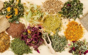 Các loại thảo dược tự nhiên giúp giảm đau dạ dày hiệu quả tại nhà