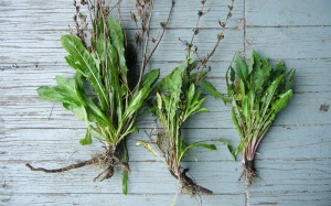 Bất ngờ với lợi ích của thức uống không chứa caffeine từ rễ rau diếp xoăn