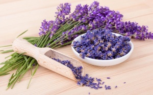 Mách bạn cách làm dầu gội hoa oải hương và dầu dừa đơn giản tại nhà