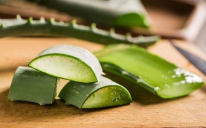 Nha đam có lợi gì cho người bệnh đái tháo đường type 2?