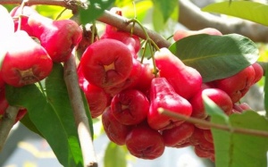 Lợi ích chăm sóc sức khỏe của quả roi