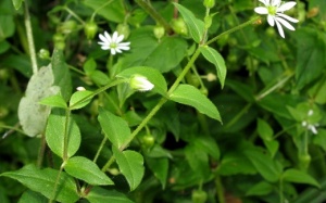 5 loại rau dại, cỏ dại chứa dược tính, dùng làm thức ăn, thuốc chữa bệnh