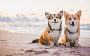 Tử vi thứ Sáu (22/5/2020): Bọ Cạp có tâm trạng rất vui vẻ, nhiệt tình