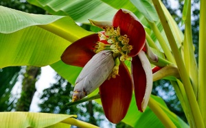 Các lợi ích sức khỏe của hoa chuối cho người bệnh đái tháo đường