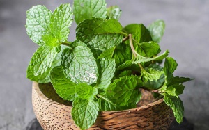 Trồng bạc hà vào mùa hè: dễ chăm sóc lại nhiều lợi ích