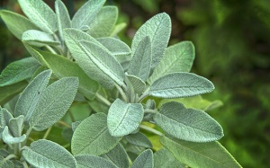 Vì sao cây xô thơm giúp kiểm soát đường huyết, cải thiện trí nhớ? 