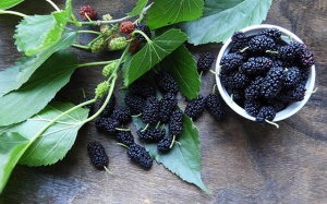 Phát hiện hiệu quả mới của dâu tằm trong điều trị đái tháo đường