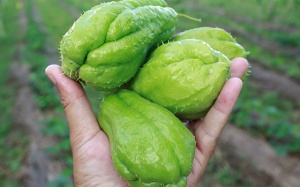 Người bệnh đái tháo đường có ăn được su su?