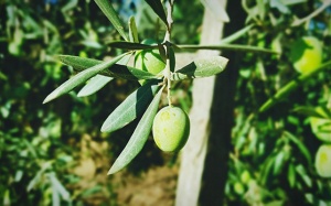 Lá xoài và những tác dụng với người bệnh đái tháo đường