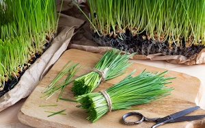 Thực hư cỏ lúa mì diệt tế bào ung thư, phòng bệnh tim mạch?