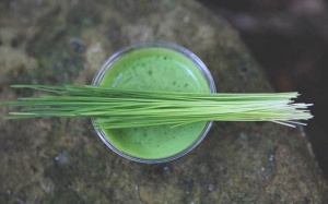 Cỏ lúa mì có giúp kiểm soát bệnh đái tháo đường?