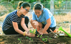 Làm vườn: liệu pháp cải thiện sức khỏe ngay tại nhà