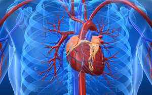 Hẹp hở van tim, suy tim dùng TPBVSK Ích Tâm Khang liều 6 viên được không?