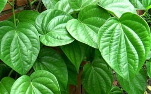Lá trầu không có cả tá công dụng không ngờ với sức khỏe