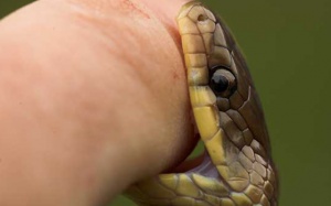 Mách bạn cách sơ cứu khi bị rắn cắn