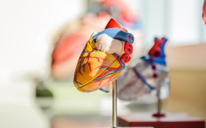 Hở van động mạch phổi có triệu chứng gì cảnh báo, điều trị thế nào?