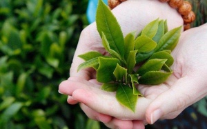 Uống trà xanh giúp tóc chắc khỏe?