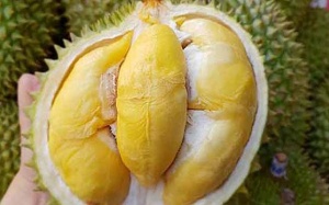 Bạn đã biết những lợi ích sức khỏe này của sầu riêng ?