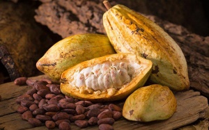 Phòng chống bệnh tim mạch bằng cacao