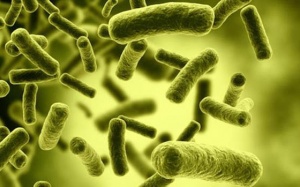 Độc tố Botulinum nguy hiểm như thế nào và cách phòng tránh 