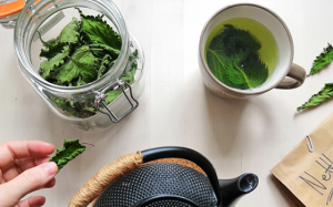 Trà tầm ma và 4 lợi ích cho sức khỏe 