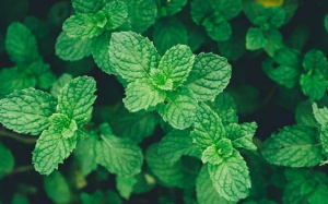Bạn đã biết những lợi ích sức khỏe này của lá bạc hà?