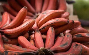 Có nên ăn chuối đỏ để tăng cường hệ miễn dịch? 