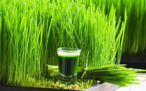 Bạn đã biết những lợi ích này của cỏ lúa mì?