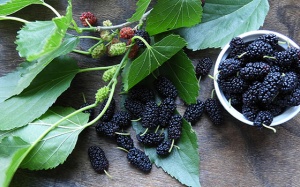 Lá dâu tằm giúp phòng bệnh đái tháo đường?