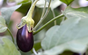 Người bệnh đái tháo đường có nên ăn cà tím?