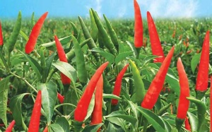 Ăn ớt tốt cho sức khỏe?