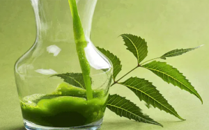 Lá neem giúp giảm các triệu chứng sốt xuất huyết?
