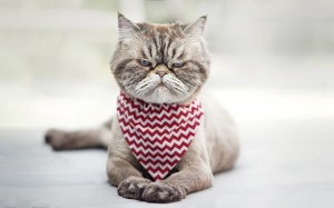 Tử vi Chủ nhật (27/9): Xử Nữ nên cởi mở với bạn mới