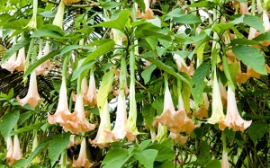 Cây hoa chuông: Đẹp nhưng rất độc