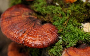 Nấm linh chi giúp cải thiện hệ miễn dịch, ngăn ngừa ung thư?