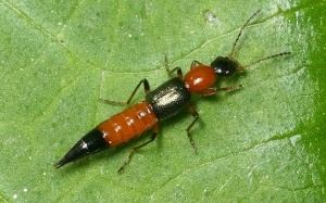 Cách xử lý khi bị kiến ba khoang “đốt” thế nào?