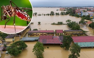 Mưa lũ và ô nhiễm ánh sáng: Cơ hội cho các loài muỗi gây bệnh