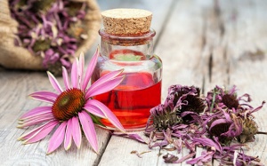 Hoa cúc tím: Thảo dược tăng cường miễn dịch tự nhiên mùa cúm