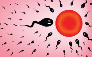 Ăn gì để tăng số lượng và chất lượng tinh trùng cho quý ông?