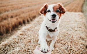 Tử vi thứ Hai (16/11/2020): Bọ Cạp nên tỏ ra thành thật hơn với người thân