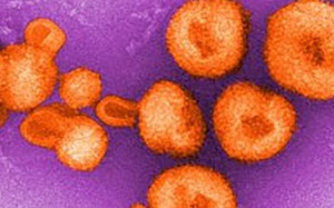 Phát hiện virus lạ nguy hiểm lây truyền gây sốt xuất huyết ở Bolivia