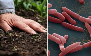 Bộ Y tế chỉ thị đẩy mạnh việc giải quyết triệt để bệnh whitmore