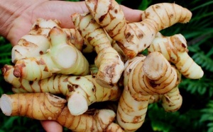 Mùa Đông này, hãy chăm sử dụng củ riềng