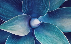 Tử vi thứ Năm (10/12/2020): Xử Nữ nên tỏ ra cẩn thận, kỹ tính hơn