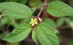  7 lợi ích sức khỏe độc đáo của rau đay bạn nên biết