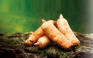 Cây thiên ma có tác dụng gì trong hỗ trợ điều trị run tay chân?