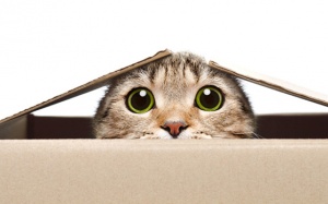 Tử vi thứ Hai (4/1/2021): Thiên Bình không nên tỏ ra quá tò mò về chuyện của người khác