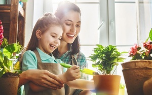 Làm sạch không khí trong nhà bằng 8 loại cây cảnh