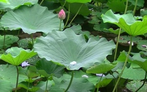 Công thức thảo dược giúp kiểm soát cholesterol hiệu quả