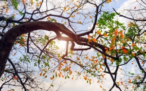 Chỉ số không khí 1/2: Nhiều khu vực tiệm cận cảnh báo 'đỏ'